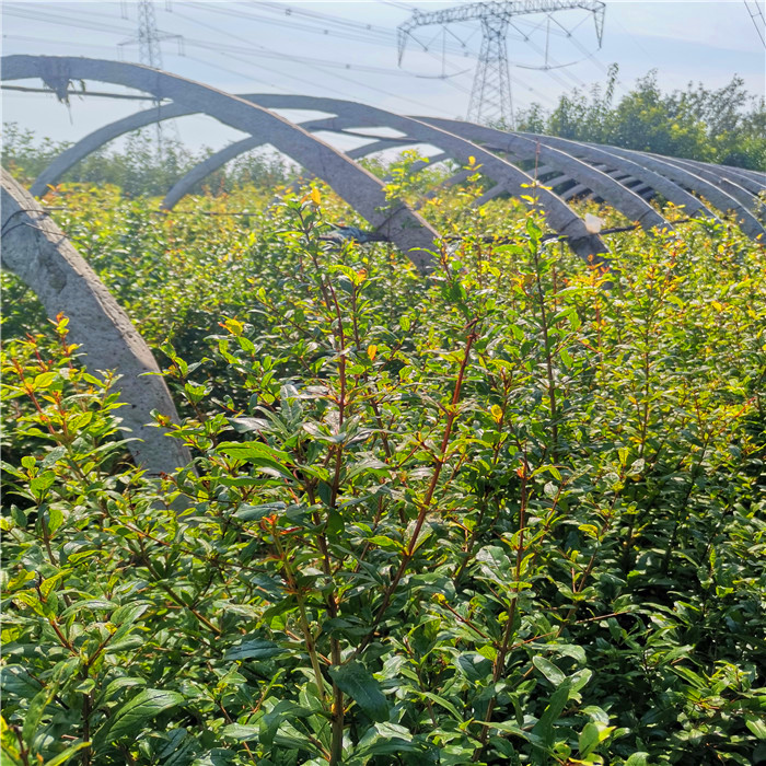 软籽石榴树苗种植技术