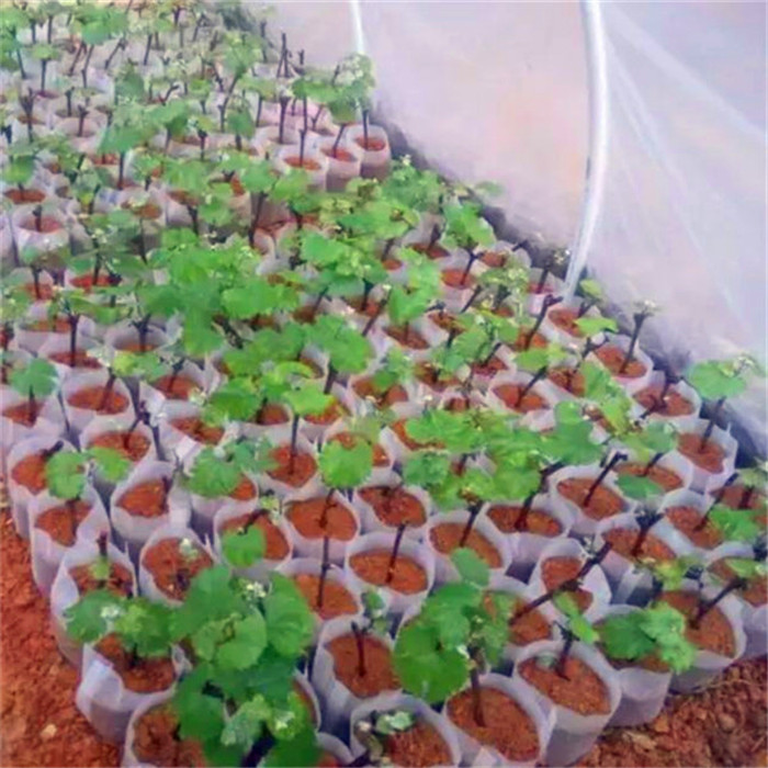 葡之夢葡萄苗品種介紹-葡之夢葡萄樹苗種植基地