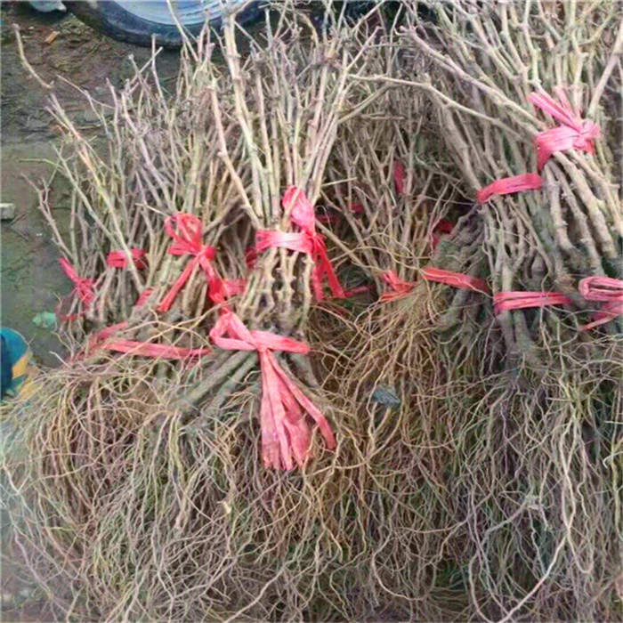 金手指葡萄苗品種介紹