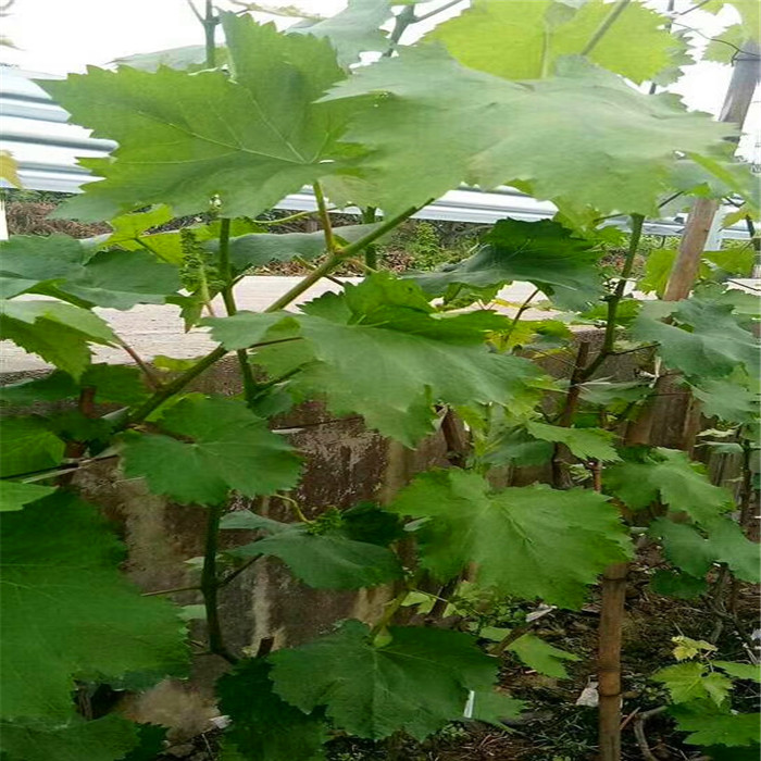 葡之夢葡萄苗品種介紹-葡之夢葡萄樹苗種植基地