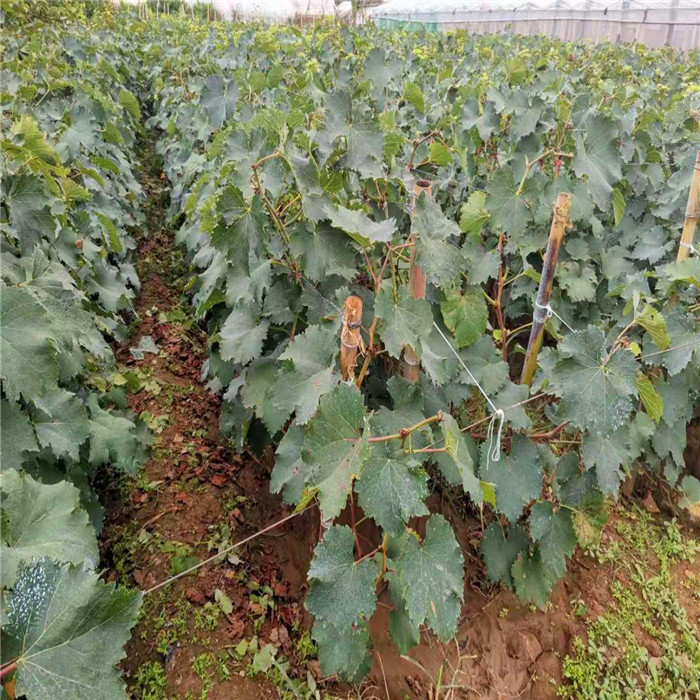 紹星一號葡萄苗介紹-紹星一號葡萄樹苗銷售公司