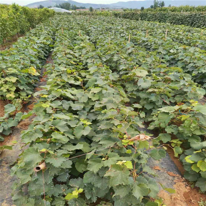 紹星一號葡萄樹苗價格報價-葡萄苗銷售公司
