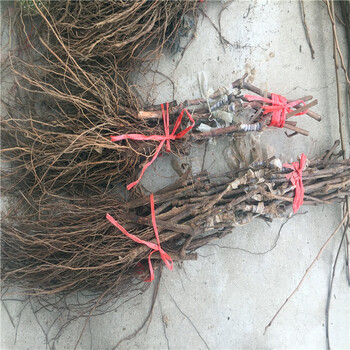 紹星六號(hào)嫁接葡萄苗批發(fā)價(jià)格-紹星六號(hào)葡萄樹苗銷售公司