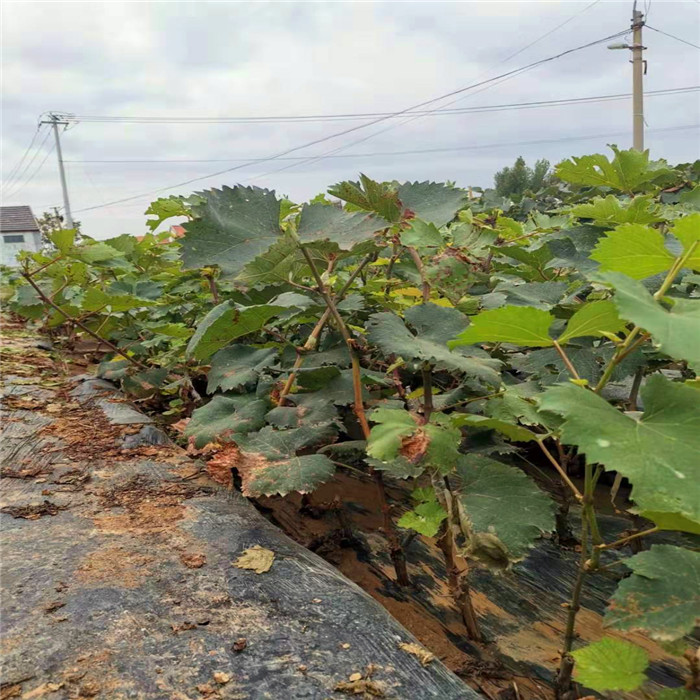 紹星六號嫁接葡萄樹苗批發(fā)價格-葡萄苗基地
