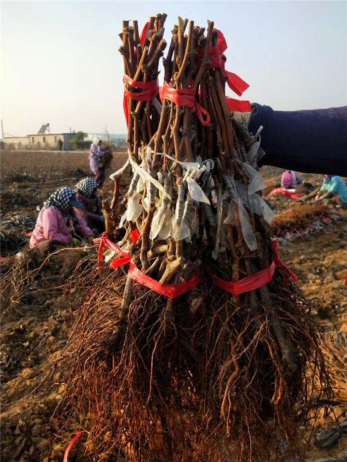 无核白鸡心葡萄树苗-葡萄苗种植基地