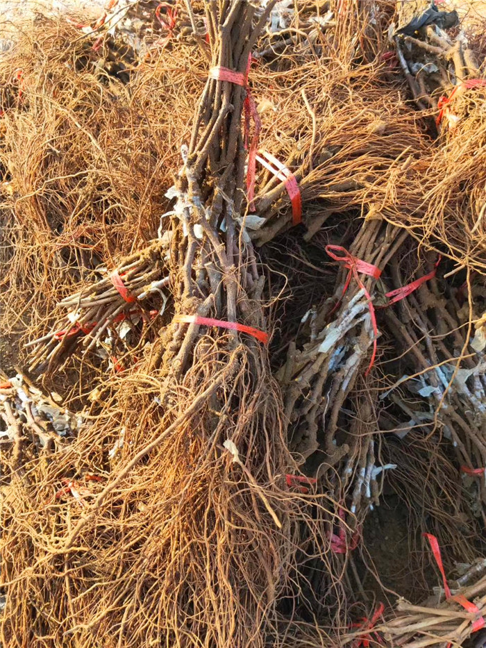 户太8号葡萄树苗基地-户太8号葡萄苗