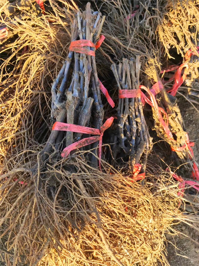 葡萄苗種植基地-紅寶石無(wú)核葡萄苗