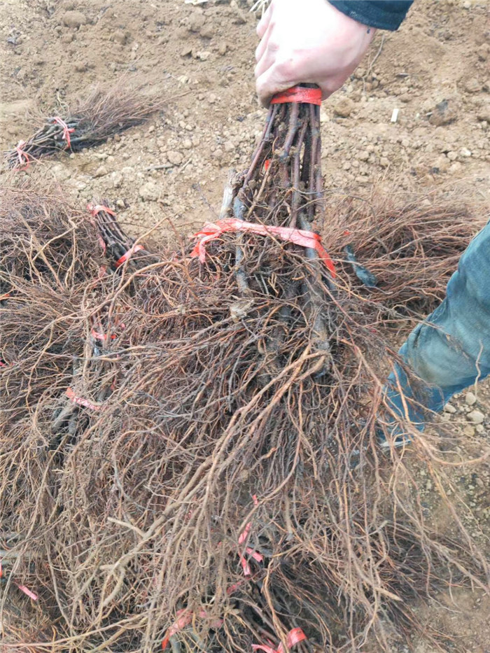 香蕉王葡萄苗品种介绍-香蕉王葡萄树苗批发基地