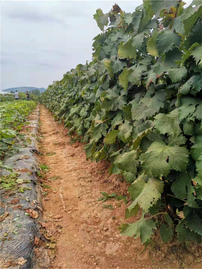 香蕉王葡萄苗品种介绍-香蕉王葡萄树苗批发基地