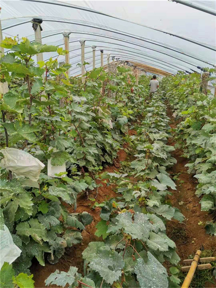 丛林玫瑰葡萄树苗销售价格-葡萄苗2021年价格