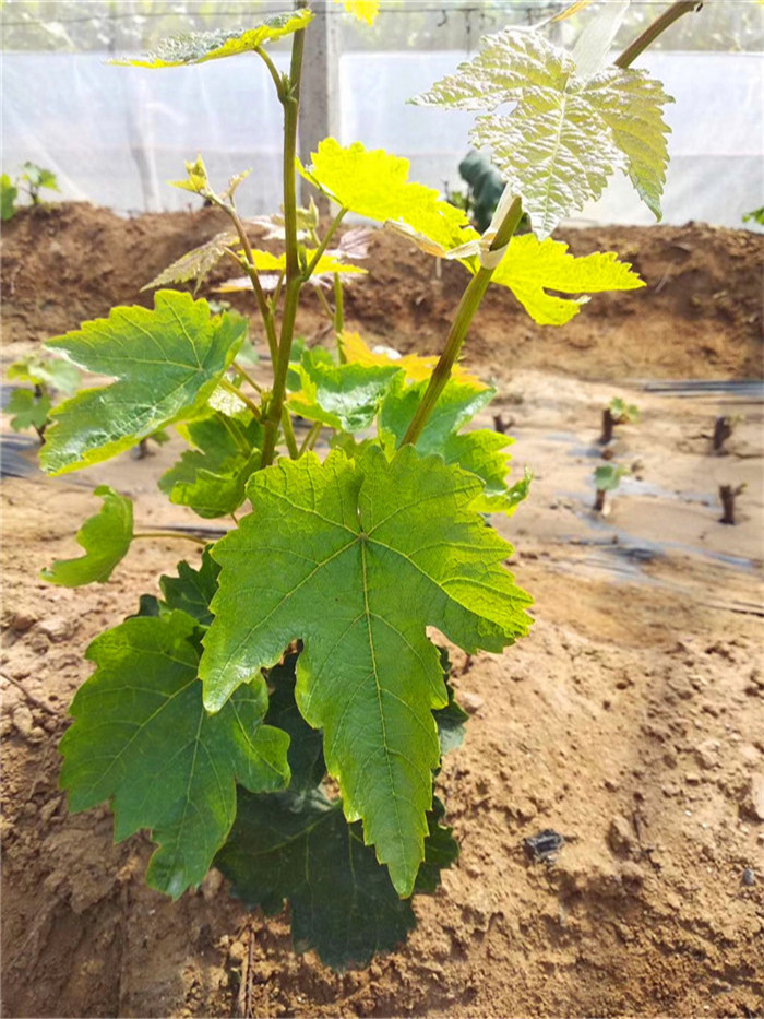 葡萄苗基地-红宝石无核葡萄苗种植技术