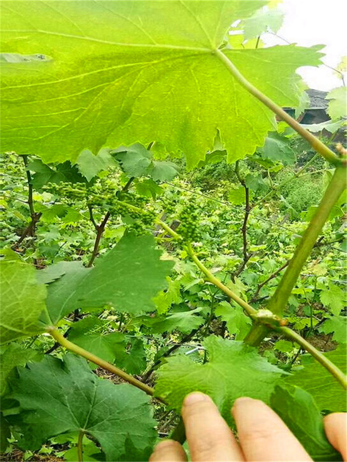 无核白鸡心葡萄树苗-葡萄苗种植基地