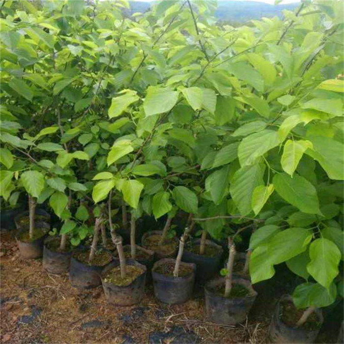 白果桑苗培育基地-白果桑樹苗品種介紹