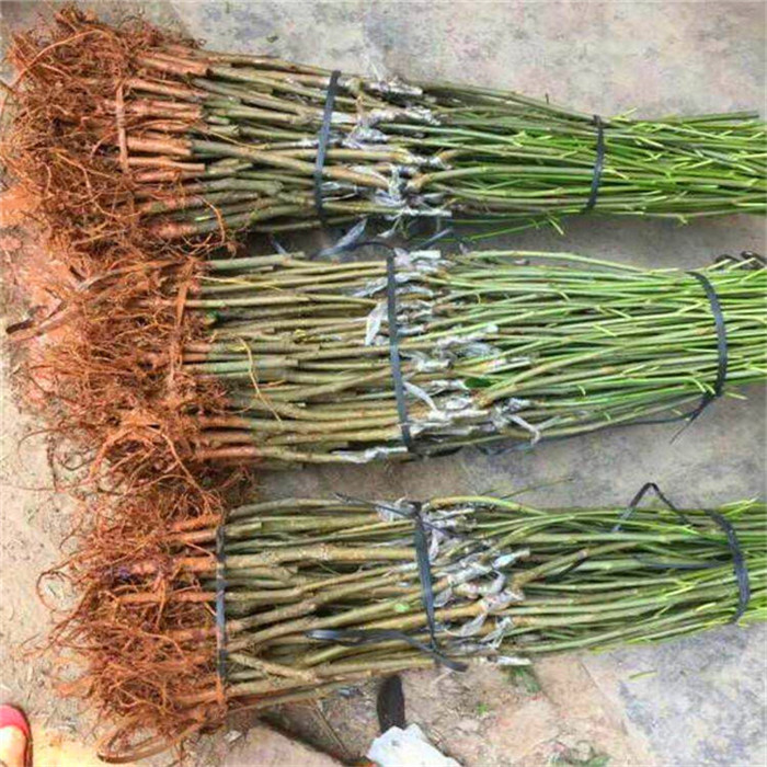 白果桑苗品種介紹-白果桑樹苗