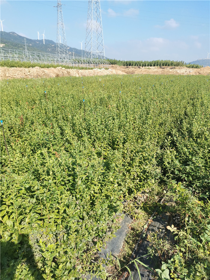 薄霧藍(lán)莓苗種植-薄霧藍(lán)莓樹(shù)苗介紹