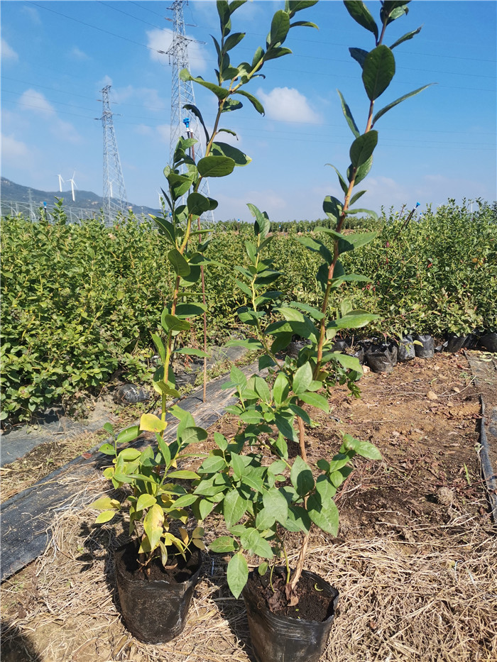 薄霧藍(lán)莓苗種植-薄霧藍(lán)莓樹(shù)苗介紹