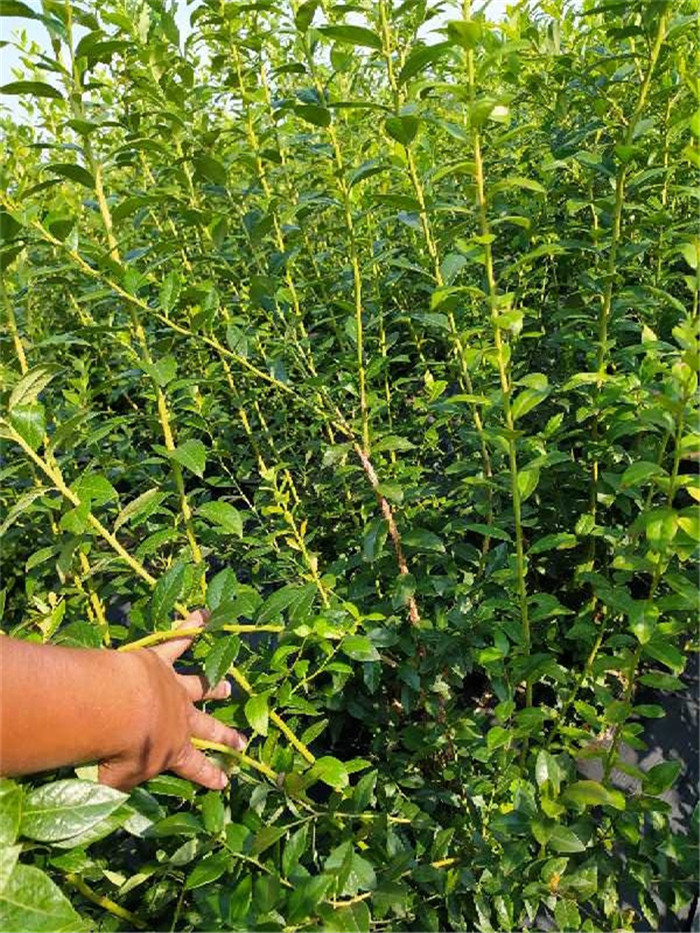 天后藍(lán)莓種苗種植技術(shù)-天后藍(lán)莓種苗介紹