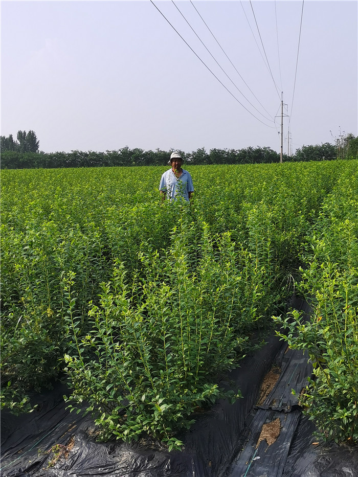 天后藍(lán)莓苗種植技術(shù)-天后藍(lán)莓苗品種介紹