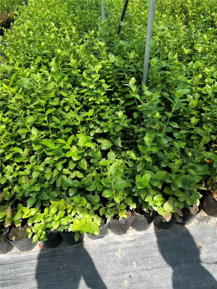 薄霧藍莓苗批發(fā)-薄霧藍莓樹苗銷售價格