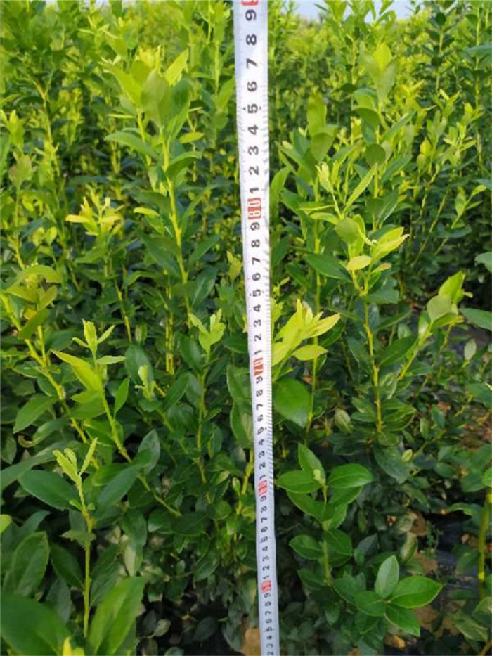 薄霧藍莓種苗種植基地-薄霧藍莓苗價(jià)格報價(jià)