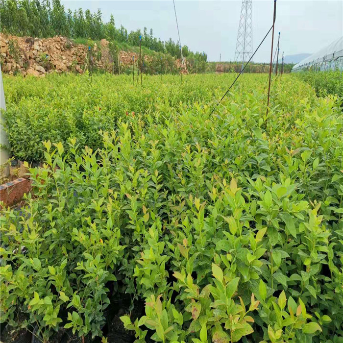 優(yōu)瑞卡藍(lán)莓苗培育基地-藍(lán)莓種苗2021年價(jià)格