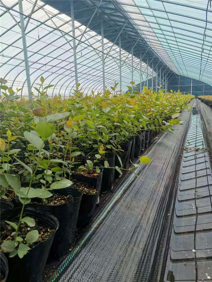 瑞卡藍莓苗基地|瑞卡藍莓苗介紹