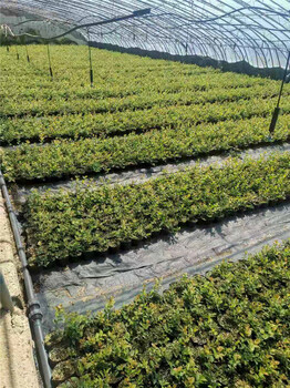 H5藍莓苗種植技術
