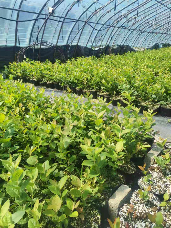 瑞卡藍莓苗基地|瑞卡藍莓苗介紹