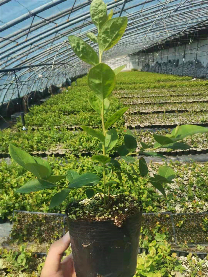 瑞卡藍莓苗基地|瑞卡藍莓苗介紹