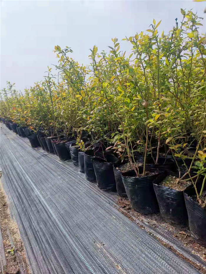 H5藍(lán)莓苗培育基地-H5藍(lán)莓苗