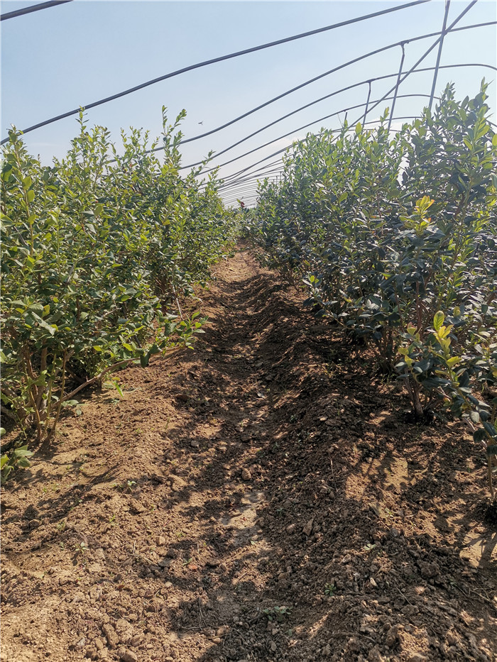 頂架藍(lán)莓苗報(bào)價(jià)_頂架藍(lán)莓苗種植基地