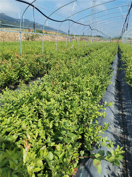 顶架蓝莓树苗介绍顶架蓝莓种苗种植技术