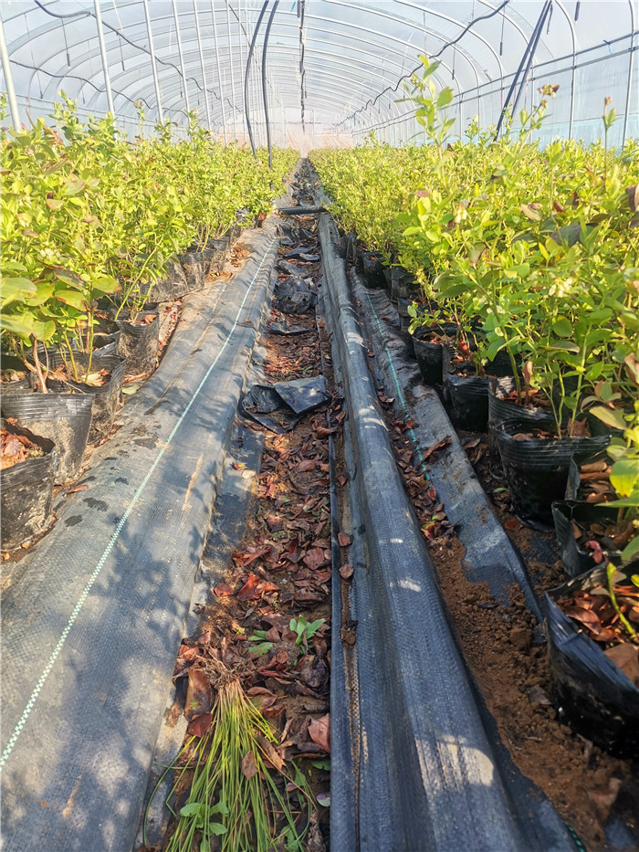 顶架蓝莓苗基地_顶架蓝莓苗种植技术