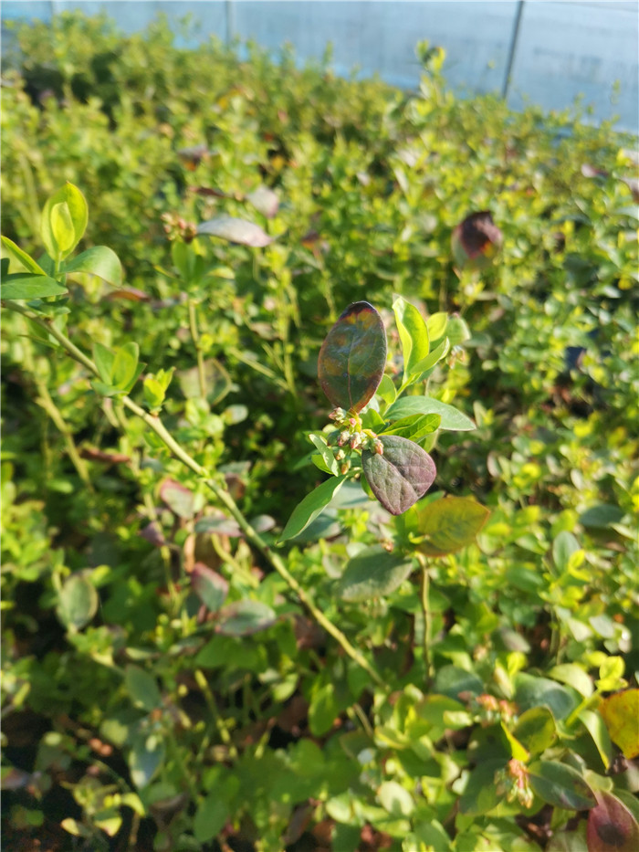 奥尼尔蓝莓苗批发|奥尼尔蓝莓树苗销售电话