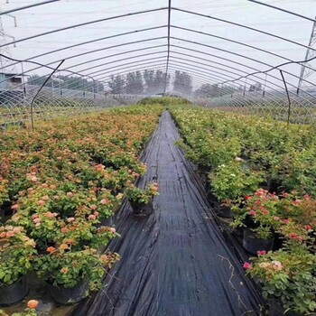 重慶防草地布,編織布