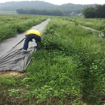 泸州防草地布除草布定制