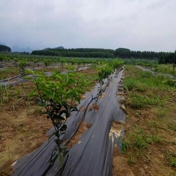 翔实除草布,葡萄除草布厂家定制