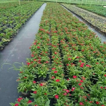 廠家園藝地布火龍果園防草布除草布