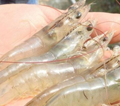 南美白对虾养殖新方法