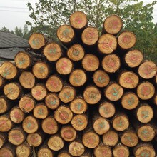 上海建筑木桩