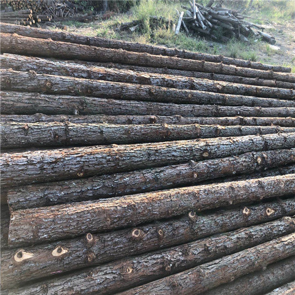 推荐：巢湖杉木桩制造商
