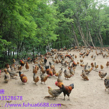 倡导生态养鸡洪发禽业养殖技术指导