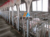 绞龙式猪场上料机现代化全自动养猪设备养猪自动加料系统