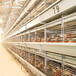 原厂家直销全自动化热镀锌层叠式育雏笼养鸡设备