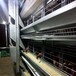 养鸡设备鸡笼蛋鸡笼阶梯式鸡笼层叠式蛋鸡笼可定制