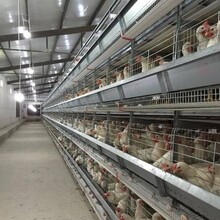 全热镀锌笼网自动化养鸡设备蛋鸡笼肉鸡笼育雏笼