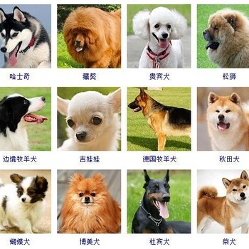 汴京国际犬舍