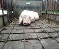 四川地區大量高價回收淘汰母豬免費裝豬
