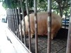 四川地区大量收购淘汰母猪上门收购免费装猪