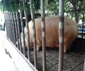 四川地區大量收購淘汰母豬上門收購免費裝豬